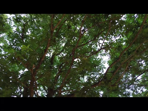 Rotating View Under Mango Tree Canopy, Aerial Drone Shot Stock Footage 341830441