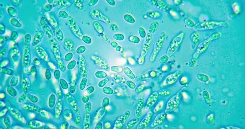 Rotating View of Yeast Cells at 400x Zoom for Microbiological Research in Stock Footage 330955543