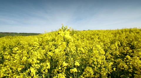 Rotating view of yellow flowers and bees 스톡 동영상 50065501