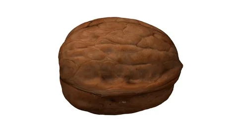 Rotating Walnut on White Background Stock Footage 92287492