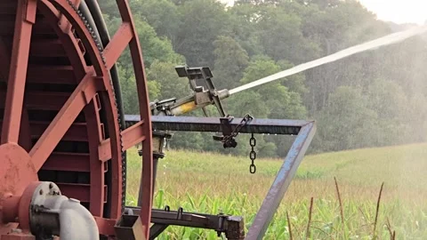 Rotating water sprinkler in cornfield distributing water streams to enhance.. Vídeo Stock 316587153