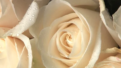 Rotating wet white roses Stock Footage 74094424