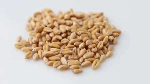 Rotating of wheat grains on white background. Side view. Stock Footage 136050700