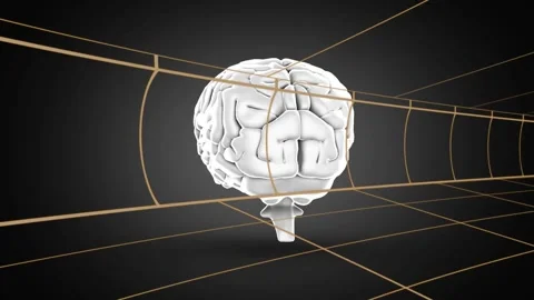Rotating white 3D brain model with brainstem hovering in dark studio, wireframe Video stock 330602478