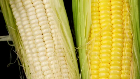 Rotating White and Yellow Corn Cobs on Black Background Stock Footage 327551370
