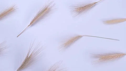 Rotating white background with spikelets . Countryside concept. Floral Stock Footage 201942297