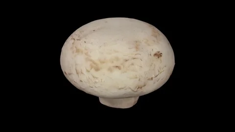 Rotating White Mushroom on Black Background Stock Footage