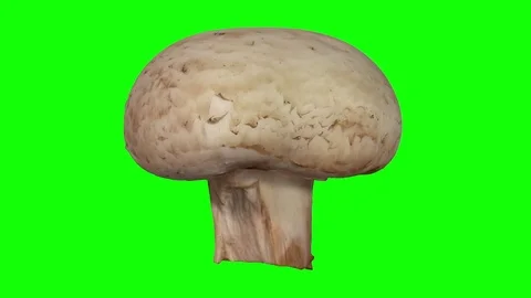Rotating White Mushroom on Green Background Stock Footage 80589911
