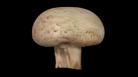 Rotating White Mushroom on Transparent Background 04 (Alpha Channel) Stock Footage 80824144