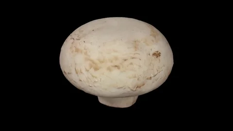 Rotating White Mushroom on Transparent Background  (Alpha Channel) Stock Footage 80856368
