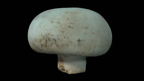 Rotating White Mushroom on Transparent Background (Looping with Alpha Channel) Stock Footage 93333837