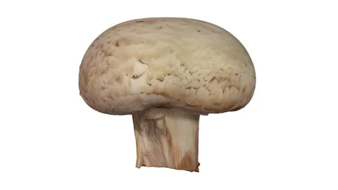 Rotating White Mushroom on White Background Stock Footage