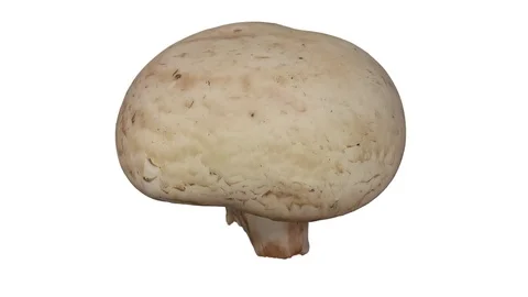 Rotating White Mushroom on White Background Stock Footage 80591974