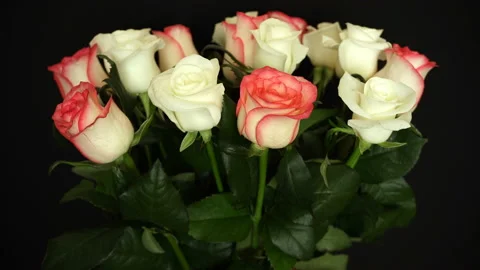 Rotating White-Pink Roses On The Background. Vidéo 91074516