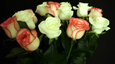 Rotating White-Pink Roses On The Background. Vidéo 91148857