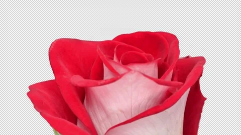 Rotating white-red Bluez rose with ALPHA channel, seamless loop Stock-Footage 333982019