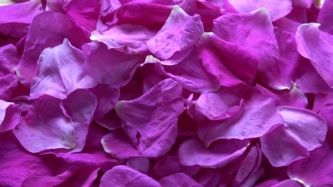 Rotating  wild rose brier petals background Stock Footage 79680055