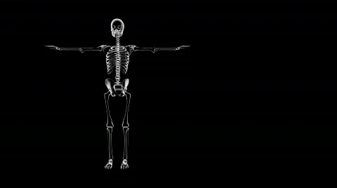 Rotating X-Ray Skeleton Stock Footage 113662