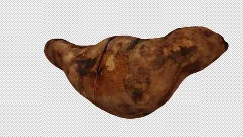 Rotating Yacon on Transparent Background (Looping with Alpha Channel) Stock Footage 149347400