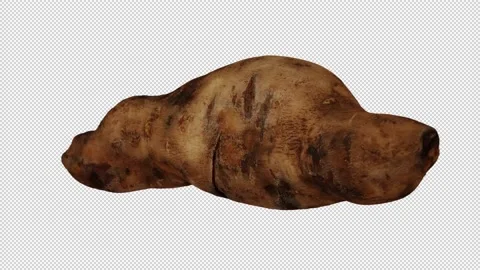 Rotating Yacon on Transparent Background (Looping with Alpha Channel) Stock Footage 149347811