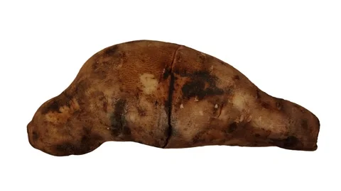 Rotating Yacon on White Background (Looping) Stock Footage 149347704