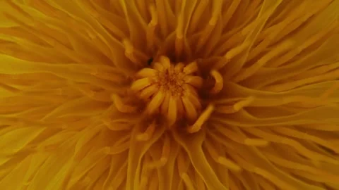 Rotating Yellow Chamomile Flower Macro Close Up. Video stock 334674440