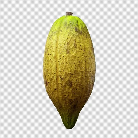 Rotating Yellow Cocoa Shell with Alpha Channel for Seamless Compositing Stock Footage 290199503
