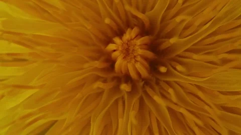 Rotating Yellow Daisy Flower Macro Texture. 库存影片 334674605