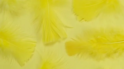 Rotating yellow feathers on a yellow background, fashionable, delicate,creative Stock Footage 217440610