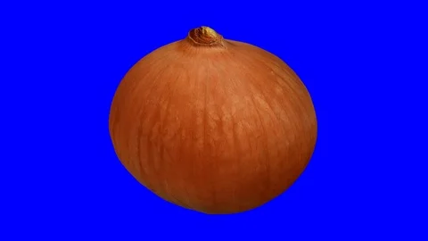 Rotating Yellow Onion on Blue Background (Looping) Stock Footage 93378368