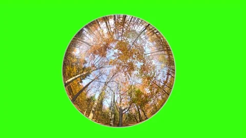 Rotation of abstract sphere spherical lens with reflection of autumn forest o Stock Footage 289733472