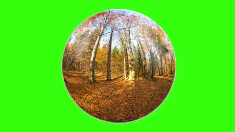 Rotation of abstract sphere spherical lens with reflection of autumn forest o Stock Footage 289735415