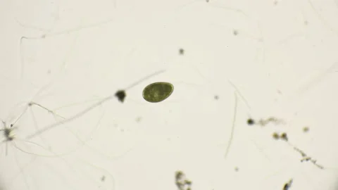Rotation and algae dance under the microscope Stock Footage 89699815