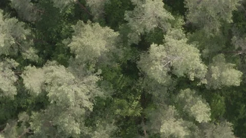 Rotation and ascending fly over pine forest, 4k video, unedited Stock Footage 132604654