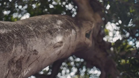 Rotation around a huge tree under the crown of leaves on the background of the Video stock 94090922