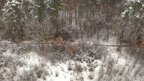 Rotation around snowed forest path 4K aerial footage Stock Footage 101027110