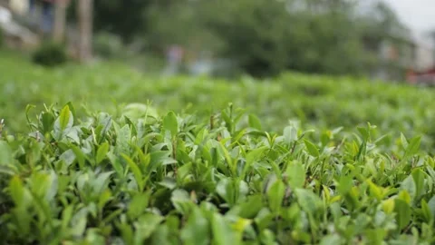 Rotation around tea leaves in a field, in Darjeeling, India Stock Footage 194460891