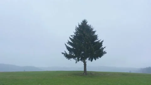 Rotation around a tree alone in a green field on a cloudy day, in Slovenia Stock Footage 229265353