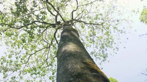 Rotation around the trunk of a huge tree, in Ethiopia Stock Footage 200210469