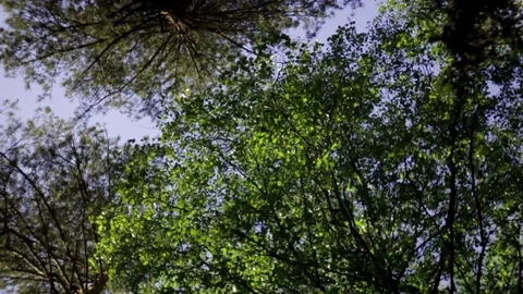 Rotation, background, crowns of trees against the blue sky Stock Footage 108727087