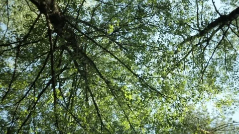 Rotation, background, crowns of trees in the blue sky Stock Footage 108727187