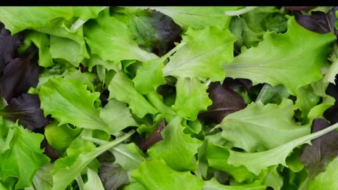 Rotation background of lettuce leaves or other greens,healthy food concept Stock Footage 195890567