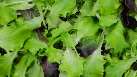 Rotation background of lettuce leaves or other greens,healthy food concept Stock Footage 198572122