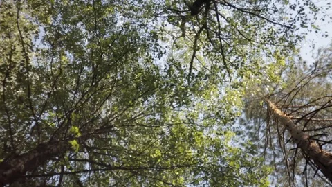 Rotation, background, trees in the blue sky Stock Footage 108727239