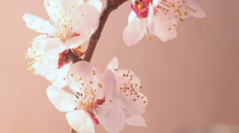 Rotation Beautiful Cherry Blossom Loop Video stock 49120369