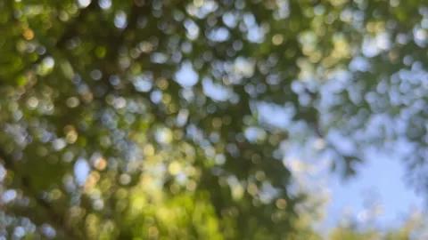 Rotation Bokeh Tree, Summer Background Stock Footage 248317482