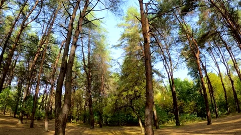 Rotation of the camera along the forest creating a panorama of environment Stock Footage 146113990