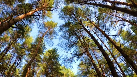 Rotation of the camera from the bottom point to large spruce trees in forest Stock Footage 146113009