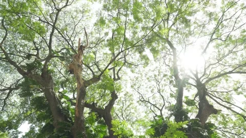 Rotation camera movement sunlight through expand branches of green tree Stock Footage 198823064