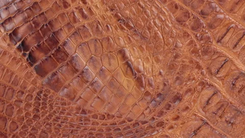 Rotation, close-up of the structure of natural crocodile skin. Stock Footage 95745121